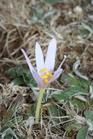 Colchicum: alpinum e neapolitanum?